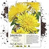 Seed Needs, Dandelion Herb (Taraxacum officinale) Bulk Package of 10,000 Seeds Non-GMO Photo, best price $9.99 ($0.00 / Count) new 2024