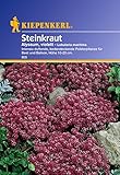 Sperli Blumensamen Steinkraut Alyssum, violett, grün Foto, bester Preis 2,01 € neu 2025