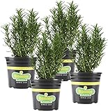 Bonnie Plants Rosemary Live Edible Aromatic Herb Plant - 4 Pack, Perennial In Zones 8 to 10, Great for Cooking & Grilling, Italian & Mediterranean Dishes, Vinegars & Oils, Breads Photo, best price $23.26 ($5.82 / Count) new 2024