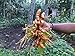 Photo Turmeric (rhizome) Grow Your own ,Grow Indoors or Outdoors