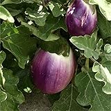 Aubergine - Eierfrucht - mittelfrüh - Violetta di Firenze - 20 Samen Foto, bester Preis 2,29 € neu 2025