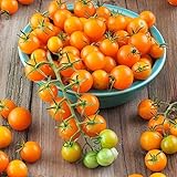 Sun Gold Hybrid Tomato Seeds (40 Seed Pack) Photo, best price $6.49 new 2024