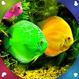 Aquarium Live Wallpapers Foto, bester Preis 0,00 € neu 2024