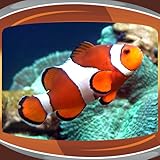 Aquarium Live Wallpapers Foto, bester Preis 0,00 € neu 2024