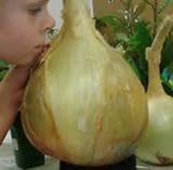 NUOVI 50 semi - semi di cipolla gigante. Ailsa Craig scozzese cimelio un seme onion.Vegetable enorme. Spedizione gratuita foto, miglior prezzo EUR 10,97 nuovo 2024