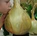 foto NUOVI 50 semi - semi di cipolla gigante. Ailsa Craig scozzese cimelio un seme onion.Vegetable enorme. Spedizione gratuita