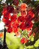 Pinkdose Gooseberry Frutta, Juicy Ribes bonsai Organic Fruit bonsai nutriente Bonsai alimentari bonsai impianto per il giardino domestico Pot 50 pc/bag: Verde foto, miglior prezzo  nuovo 2024