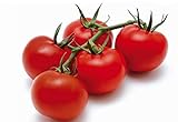 POMODORO CILIEGINO NERO 30 SEMI Pomodorino Dolce Alta Resa Black Cherry Tomato foto, miglior prezzo EUR 4,98 nuovo 2024