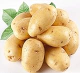 PlenTree 120 pezzi di patate Semi Antirughe nutrizione verde vegetale per il giardino domestico che pianta i semi di patate assorbendo la radiazione foto, miglior prezzo  nuovo 2024