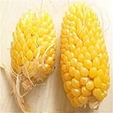 Plantree Fd950 Ananas semi di mais Heirloom semi di ortaggi biologici Popcorn Non-Gm 10Pc A foto, miglior prezzo  nuovo 2024