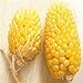 foto Plantree Fd950 Ananas semi di mais Heirloom semi di ortaggi biologici Popcorn Non-Gm 10Pc A