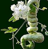 Vista Semi di zucca a serpente lunghi come frutti di serpente e verdure a circa 1,5 m Semi di zucca stagioni facili fagioli di serpente commestibili foto, miglior prezzo EUR 9,99 nuovo 2024