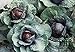 foto SEMI PLAT FIRM-Health Care cavolo viola Semi 300pcs, molto popolare foglia Vegetable Seeds, nutrizione ricca brillante Colorica oleracea Seeds