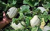 Go Garden 'Cantaloupe- Delicious 51 Semi di Melone Verdure 80 – 90 ct (3G) Molto Dolce foto, miglior prezzo  nuovo 2024