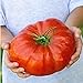 foto AGROBITS 100 nutrienti semi di anguria Pomodoro costoluto, enorme, sapore ricco, facile crescere Il mondo & # 39; s piÃ¹ grande bistecca