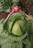 100 semi / Bag rari gigante russo semi di cavolo, semi di ortaggi 95% + germinazione, verdura di alta qualità per il giardino di casa foto, miglior prezzo EUR 5,98 nuovo 2024