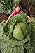 foto 100 semi / Bag rari gigante russo semi di cavolo, semi di ortaggi 95% + germinazione, verdura di alta qualità per il giardino di casa