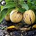 foto Comprare semi di melone Melanzana frutta 30pcs impianto Ginseng Fruit pepino Aiton