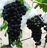 Pinkdose 200 Black garden uva rara colorata d'uva frutta bonsai di trasporto foto, miglior prezzo  nuovo 2024