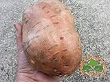 Perdita di promozione! semi di patata dolce, Batata Mameya di Prorganics 20pcs foto, miglior prezzo EUR 10,99 nuovo 2024