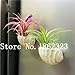 foto Pinkdose 100 Pz Rare Bromeliad Vegetable Seeds e Frutta Giardino Piante succulente Mini Cactus Pots Crescita Naturale per la casa Giardino delle Piante: 17