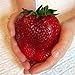 foto Visa Store Semi di fragola rossa gigante di Davitu 100Pcs Semi di Heirloom Super Japan Strawberry Garden