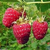 Shoppy Star: Shoppy Stella: 25 Seeds: Lampone impianto semi-Rubus Idaeus- cespuglio di frutta - Giant dolce rosso brillante bacche (25 Seeds) foto, miglior prezzo  nuovo 2024
