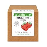 Garden Pocket - Fai crescere le tue FRAGOLE ROSSE - Kit di germinazione foto, miglior prezzo EUR 14,90 nuovo 2024