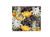 10 x Zucca Shenot Crown Of Spine Patisson Seme Verdure KS510 foto, miglior prezzo EUR 9,66 nuovo 2024