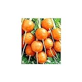 Shoopy Star Turno di carota Pariser Markt 4 - Daucus carota - 2550 semi foto, miglior prezzo  nuovo 2024