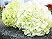 foto impianto di 10 pezzi di ortensia Paniculata vaniglia Fraise semi fragola ortensia di semi di bonsai in vaso di fiori per il giardino di casa 1