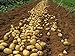 foto Bloom Green Co. 100pcs Giant & amp; I semi di patate viola anti-rughe Nutrizione verde vegetale per il giardino domestico di semina di piante di patate giardino rare: 4