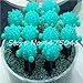 foto Pinkdose 100 Pz/Borsa Arcobaleno Mini Cactus Bonsai Piante grasse Rare Fioritura Interna Cactus Pianta Ornamenti da Giardino perenni Semillas De Flor: 8