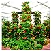 foto 100pcs / confezione gigante di fragola fragola scalare big red piante semi a casa garden