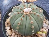 Astrophytum Asterias Nudun dollaro di sabbia cactus raro fiore di cactus di semi 30 semi foto, miglior prezzo EUR 10,99 nuovo 2024