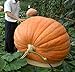 foto Portal Cool Piante 20Pcs zucca gigante bonsai Halloween commestibile non OGM alimentari ricco di sostanze nutritive