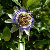 I semi di fiore della passione blu - Passiflora caerulea foto, miglior prezzo EUR 3,44 nuovo 2024