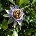 foto I semi di fiore della passione blu - Passiflora caerulea