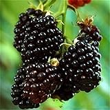 Nuovo Rosso Nero Giallo Lamponi Semi cespuglio di frutta Berry Rubus giardino 20pcs foto, miglior prezzo EUR 10,99 nuovo 2024
