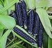 foto Shoppy Star: Seed Savers Exchange 1193 un'impollinazione di mais, nero Aztec, 50 Bustina di semi