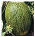 foto 90 C.ca Semi Melone Valenciano Temprano - Cucumis Melo In Confezione Originale Prodotto in Italia - Meloni valenciani