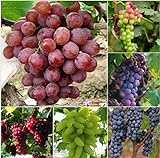 Pinkdose 50 Bulk Giardino d'uva bonsai Vitis Vinifera Delicious Fresh Fruit -Mixed bonsai - U. K foto, miglior prezzo  nuovo 2024