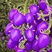 foto 200pcs / bag semi di pomodoro viola pomodorini frutta sementi biologiche verdure sano pianta alimentare verde per il giardino di casa