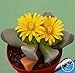 foto Pinkdose Grande Vendita! 100garden / Pack Migliore Rara Bonsai Fiore di Cactus, Forma Gigante, Il Calore tolleranti succulente Pianta perenne De Flores, P2LD7W