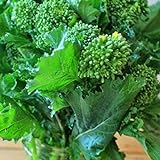 Portal Cool 4000 Seeds: Broccolo inizio autunno Raab Rapini 300-4000 Semi Microgreens Cavolo Giardino foto, miglior prezzo  nuovo 2024