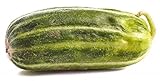 Mini Cetriolo melone 'Carosello Scopatizzo Barese' - 10 Semi foto, miglior prezzo EUR 4,50 nuovo 2024