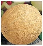90 C.ca Semi Melone Galia - Cucumis Melo In Confezione Originale Prodotto in Italia - Meloni foto, miglior prezzo EUR 7,40 nuovo 2024