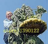20 pezzi giganti di semi di girasole gigante grandi semi di fiori di girasole Black Russian semi di girasole per il giardino di casa foto, miglior prezzo EUR 10,99 nuovo 2024