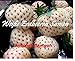foto 100x bianco fragole ANANAS GUSTO semi seme Eye-catcher Pianta Frutta COMMESTIBILE Giardino Novità #121