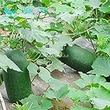 SEMI PLAT firm-20pcs Super Big melone d'inverno Semi Porcellana Alta Yieldgourd gigante inverno melone Vegetable Seed Giardino delle piante foto, miglior prezzo EUR 12,99 nuovo 2024